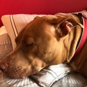 Meet your Posher, Sofia